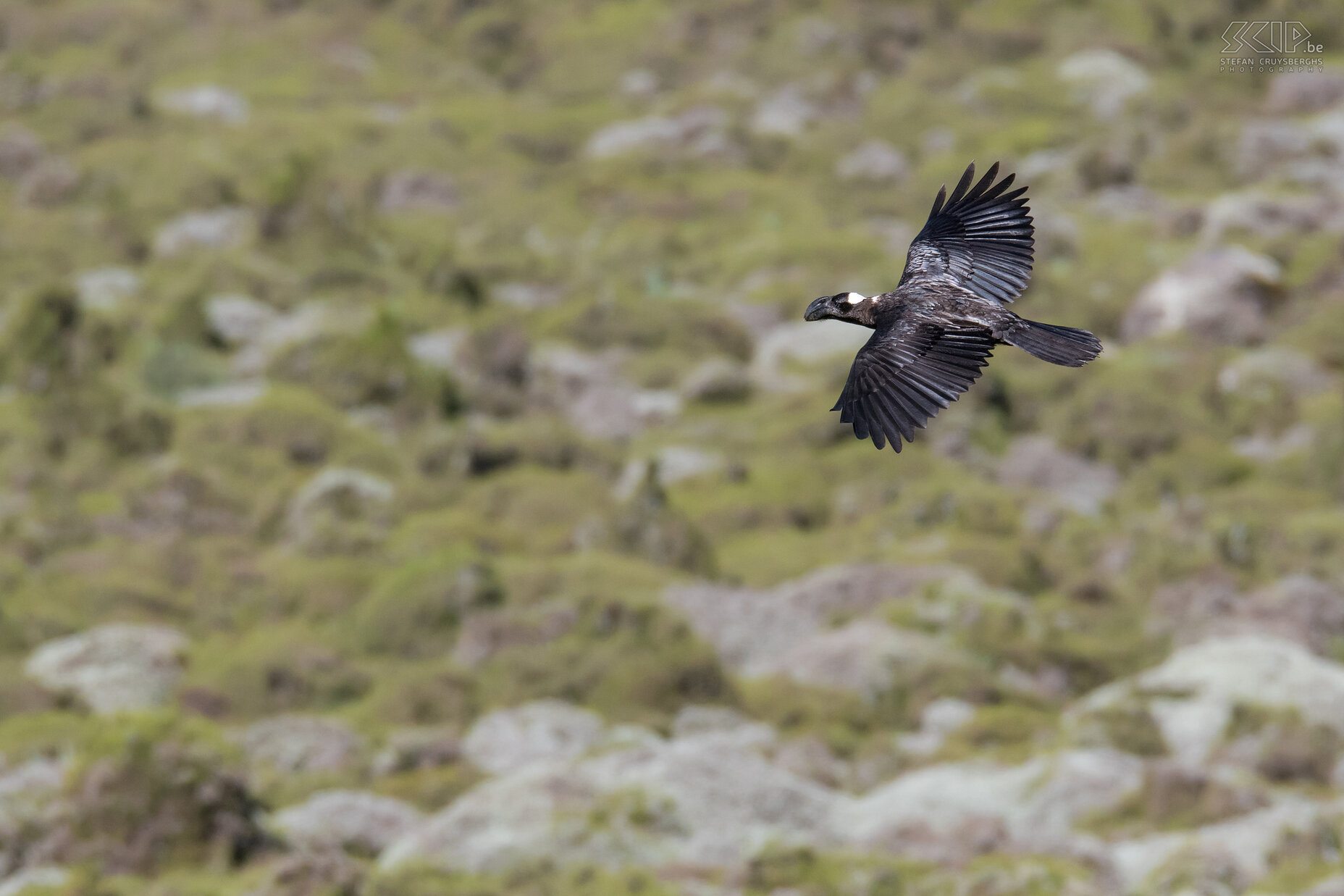 Bale Mountains - Sanetti - Thick-billed raven The Thick-billed raven (Corvus crassirostris), the largest raven species, is also a striking sight. Stefan Cruysberghs